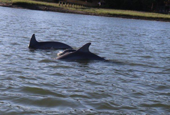 Baby dolphins